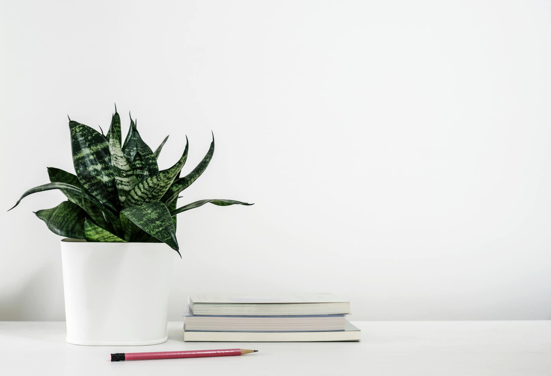 Birds Nest Snake Plant