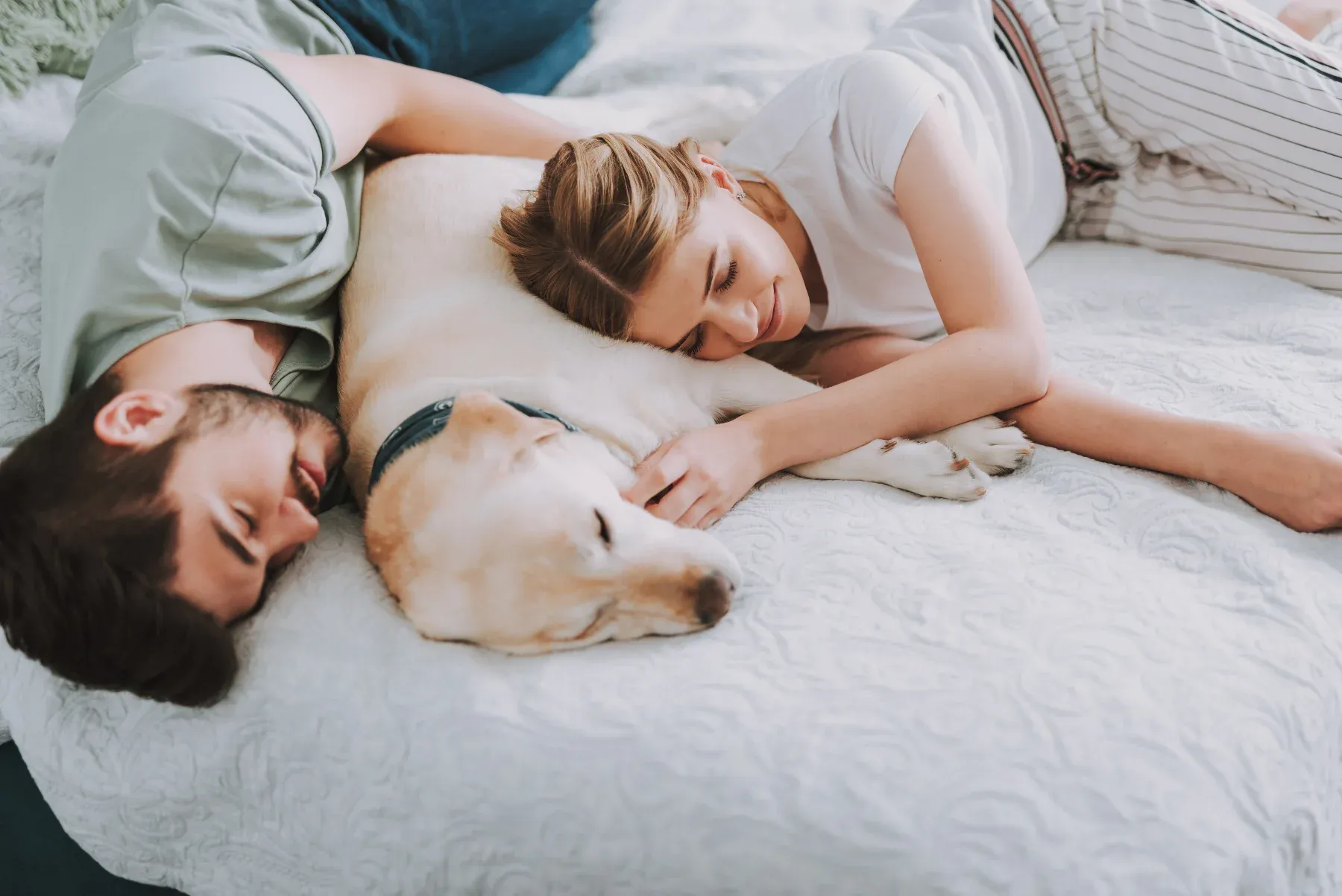 Dog sleeping in king size bed