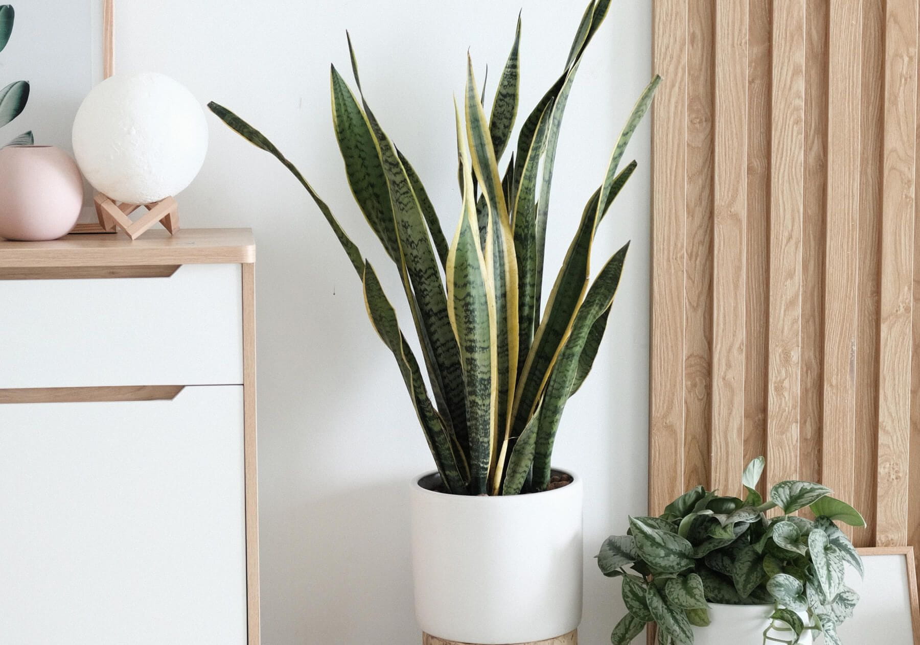 Laurentii Sansevieria Trifasciata Snake Plant