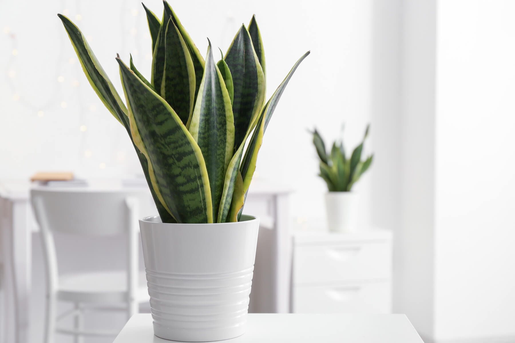 Twisted Sister Snake Plant