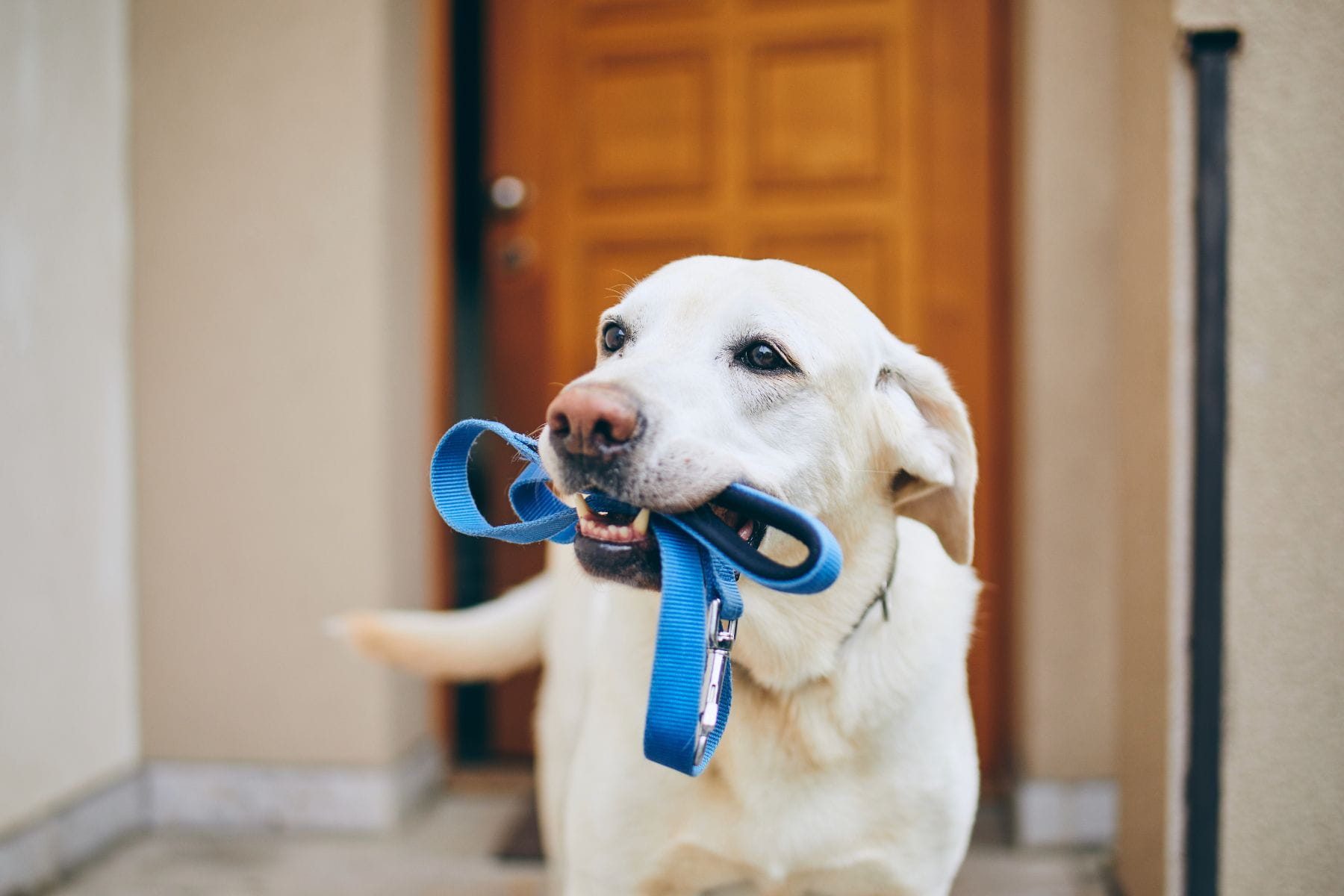 Exercise with your dog