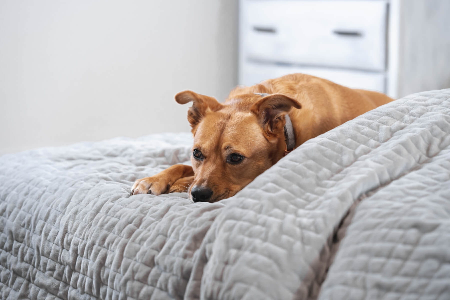 weighted blanket and pets