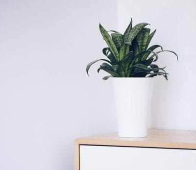 Benefits of a snake plant in your bedroom